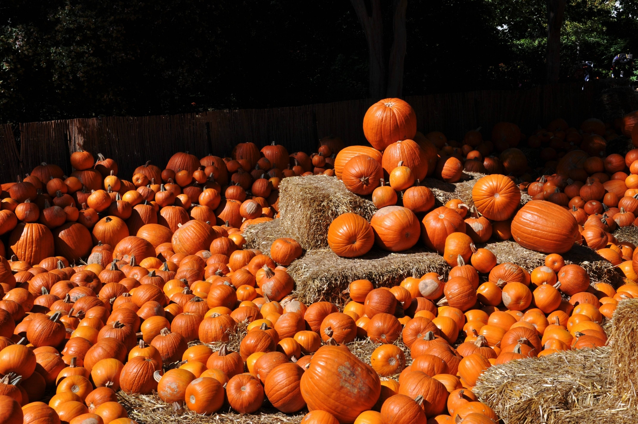 2048x1360 pumpkin free computer wallpaper