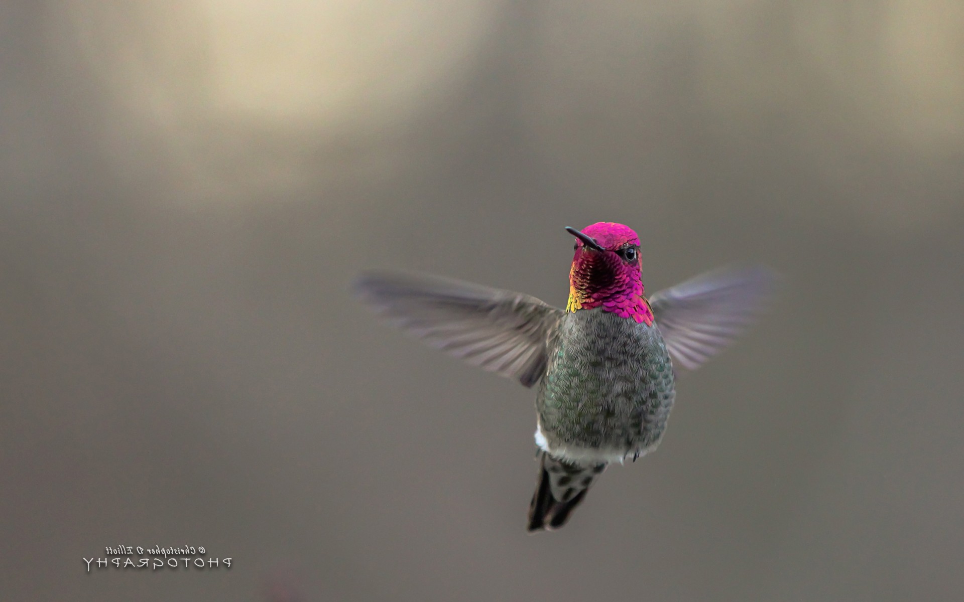 hummingbird, birds, flying