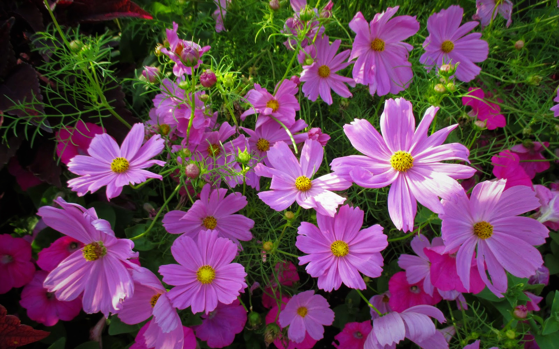 Pink Flower, Flower, Cosmos, Spring, Earth wallpaper