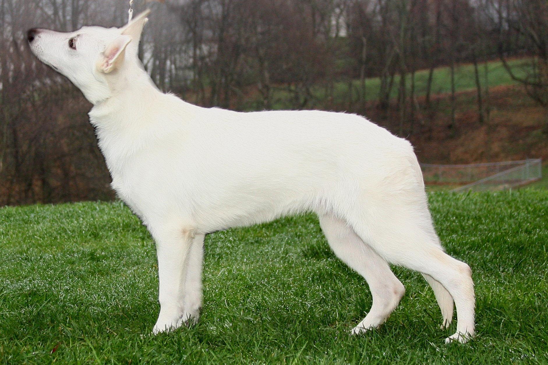 Белые овчарки как называется порода фото white shepherd