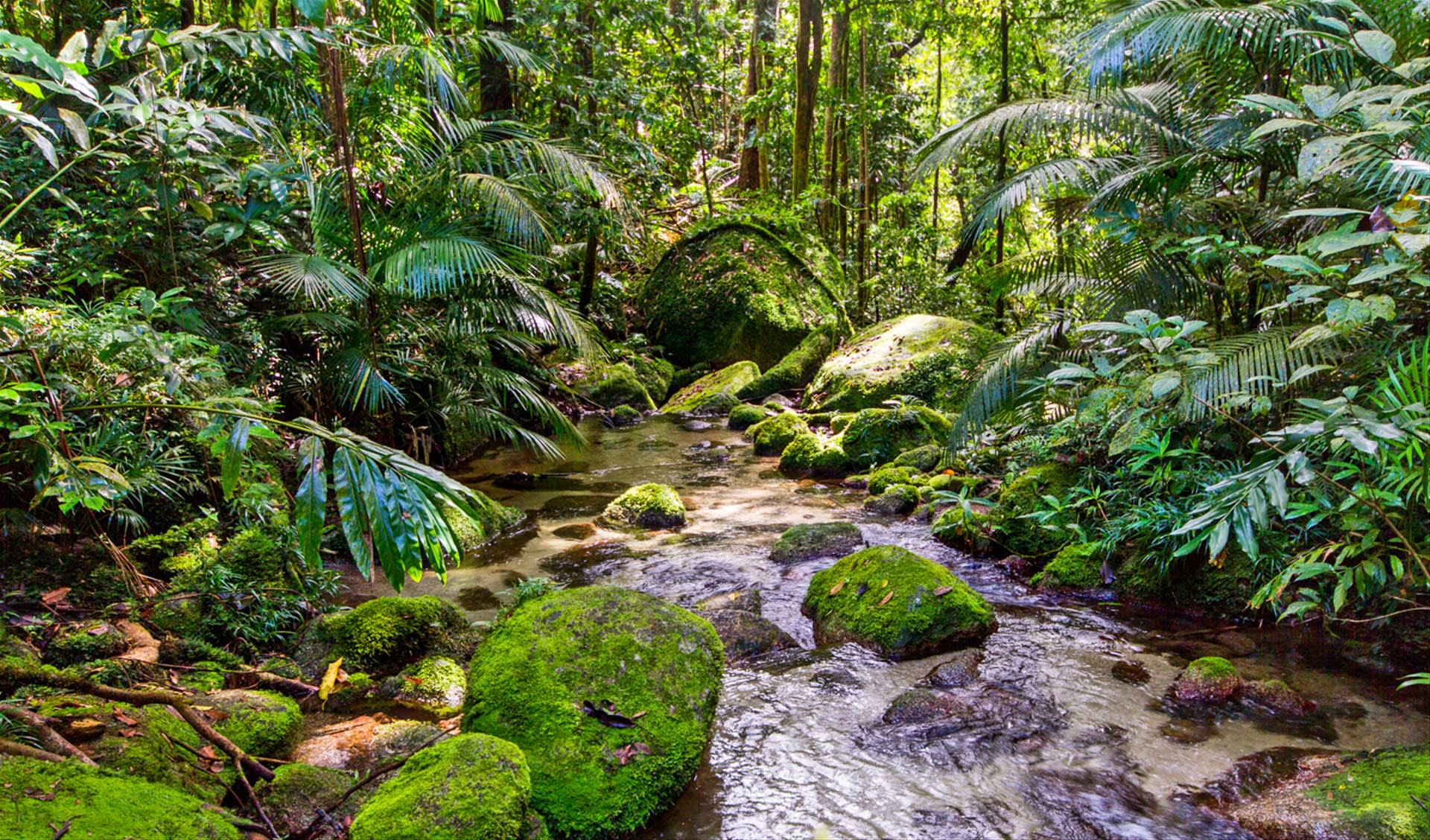 Rainforest style. Национальный парк Дейнтри. Парк Дейнтри в Австралии. Тропический лес Дейнтри. Тропический лес Дейнтри Австралия.