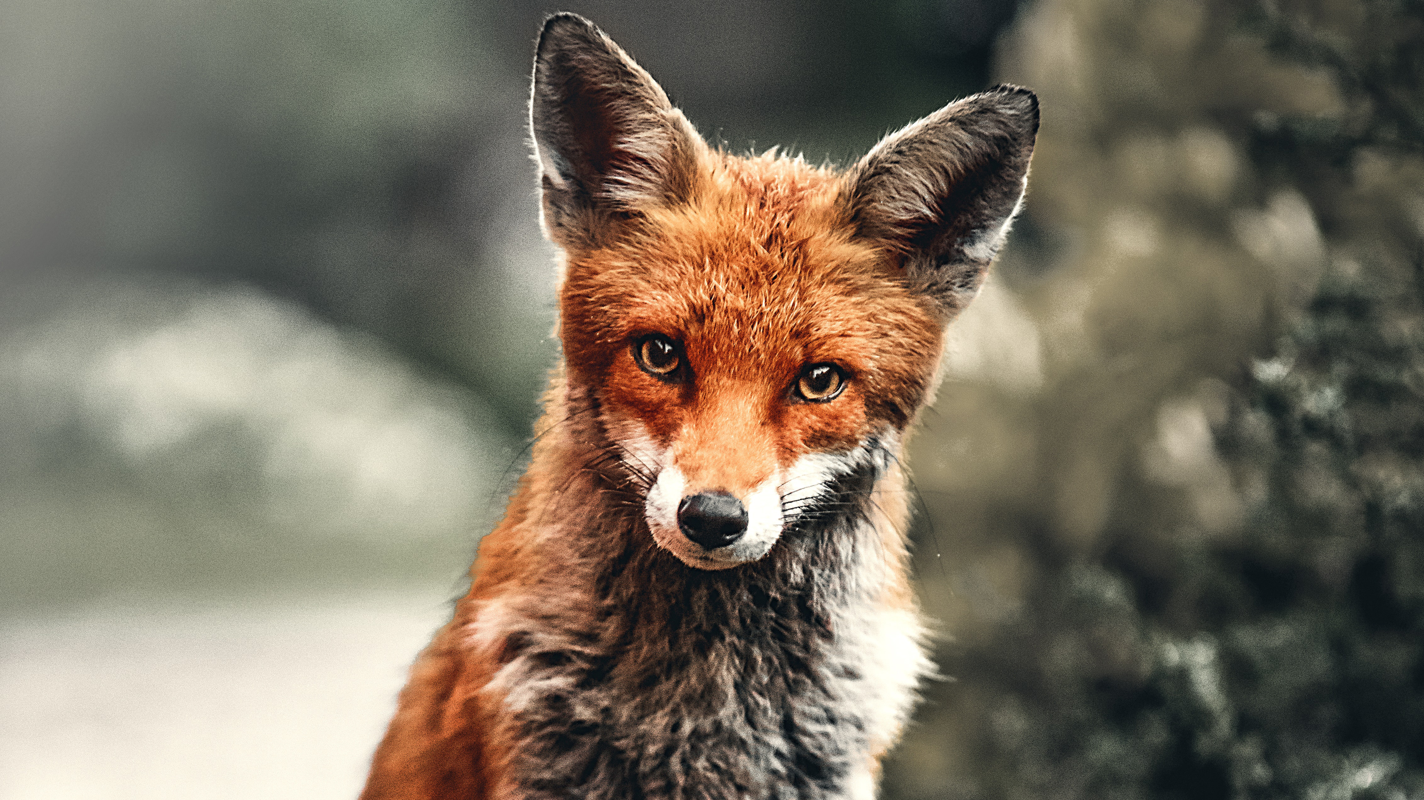 fox, animals, hd, 4k