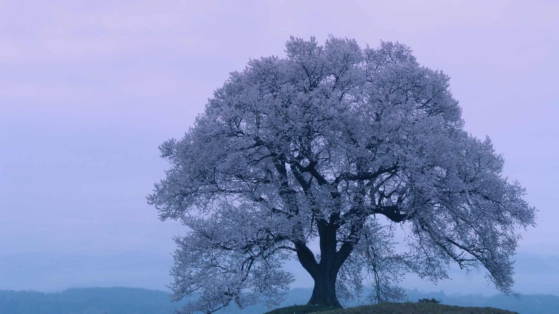 1920x1080 Japan, cherry blossoms, japan, evening, sakura, sakura, spring