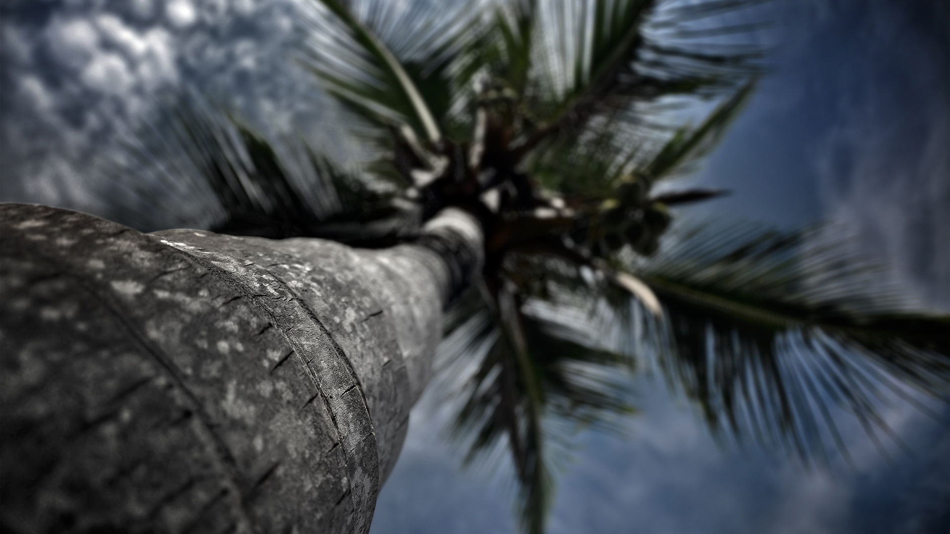 1920x1080 Palm tree, sky, view