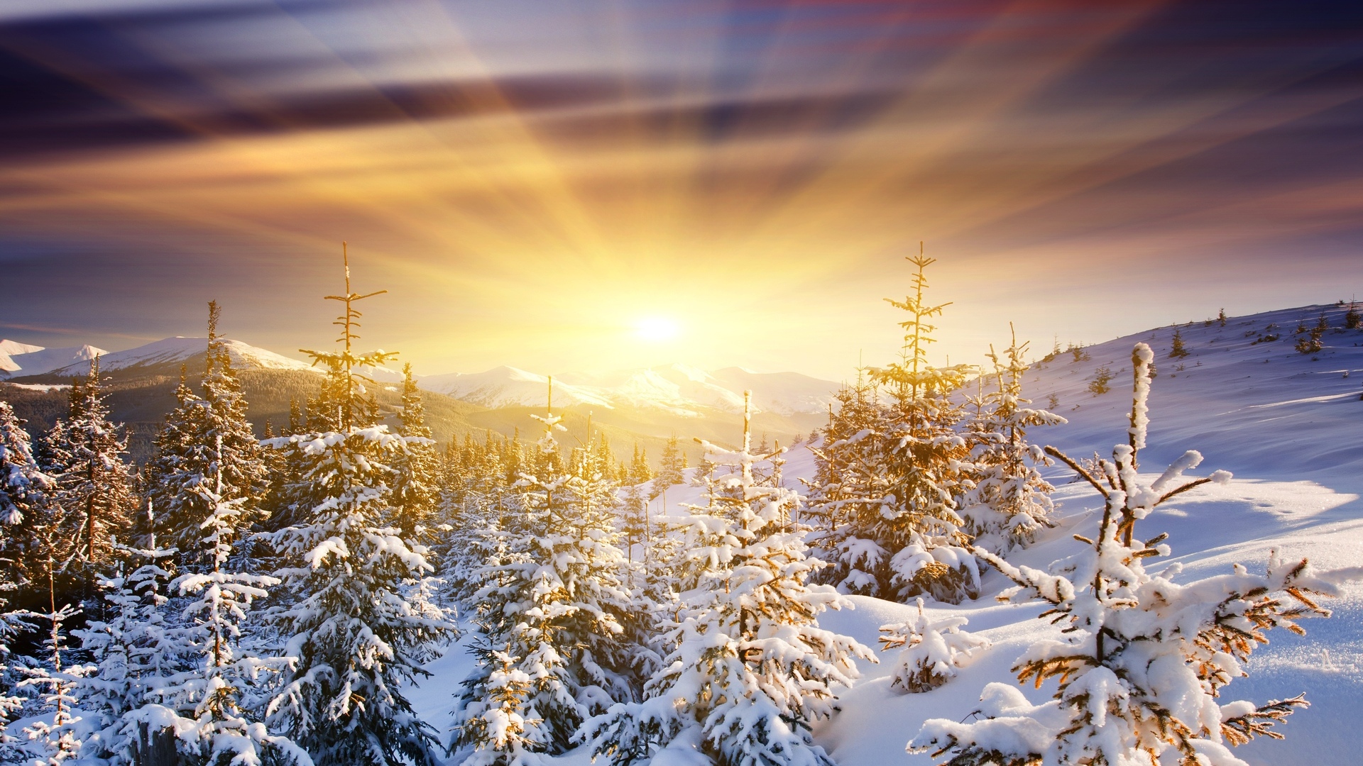 1920x1080 dawn, Fir-trees, snow, sun, mountains
