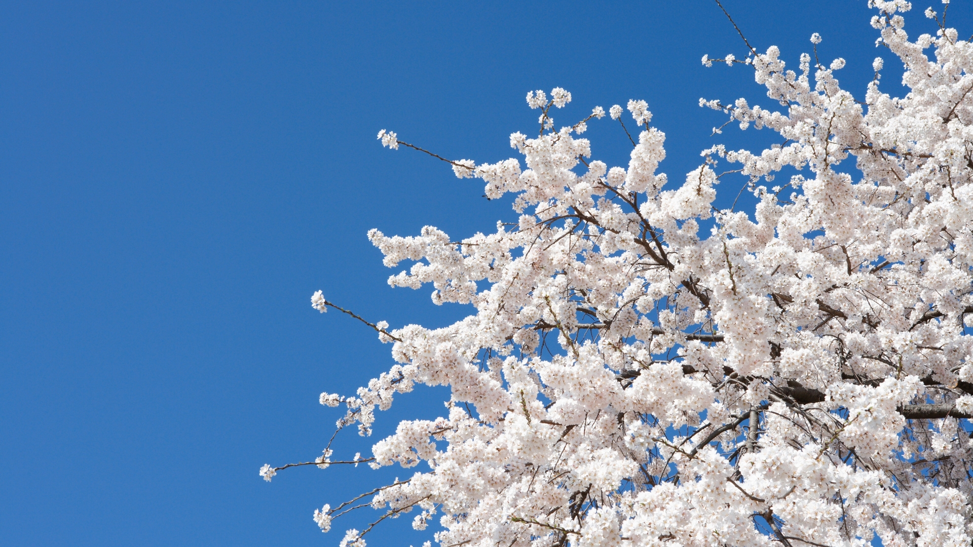 white, blue, blossom, tree, flower, spring, sky
