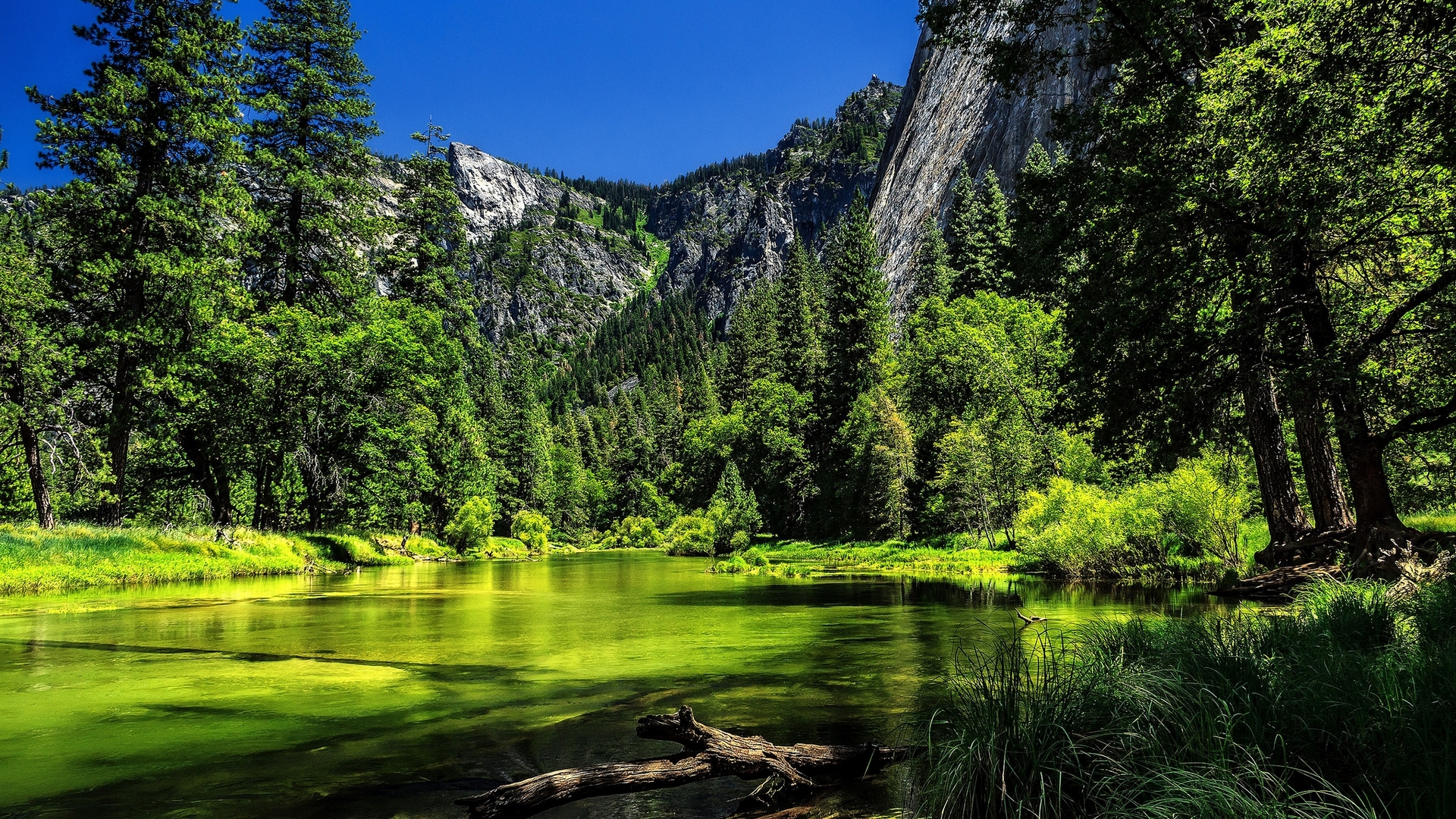 green, woods, nature, river, trees, sky, yosemite national park, landscape